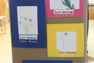 6.B Vv,  "Herbář" studie rostlin dle skutečnosti, kolorovaná kresba, paspartování obrázku, latinský název - popis kaligrafickým perem nebo fixem